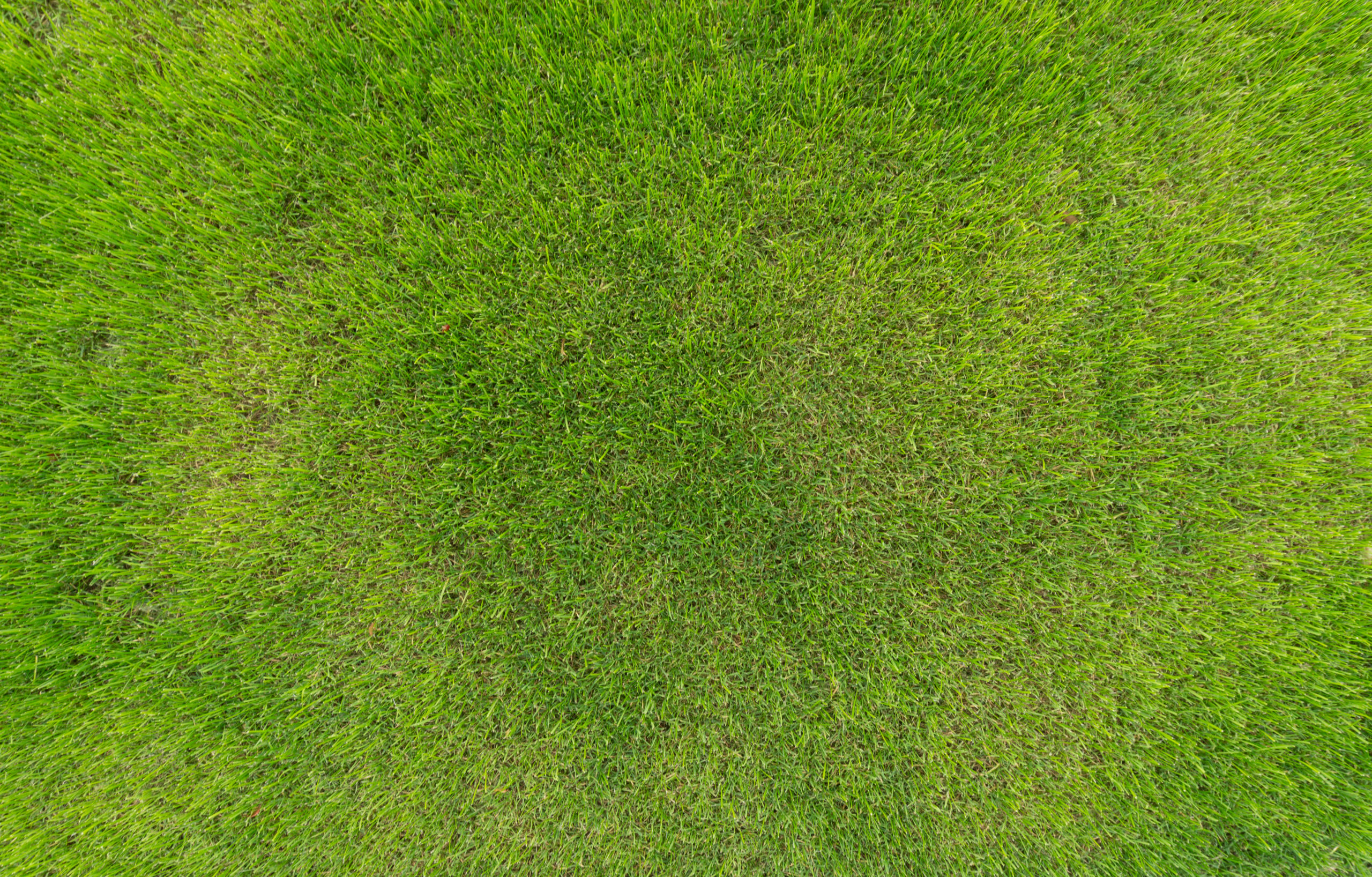 текстура травы гта 5 фото 92