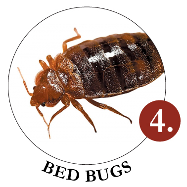 BED-BUGS